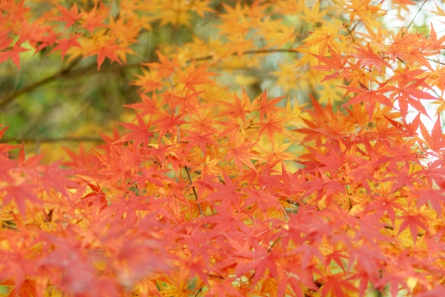 ベネシードクラブご利用開始案内ハガキ発送について